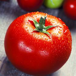 Tomate 'Fandango hybride F1'